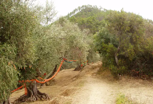 Monte Castello